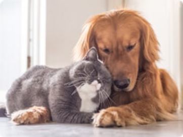 за домашни любимци